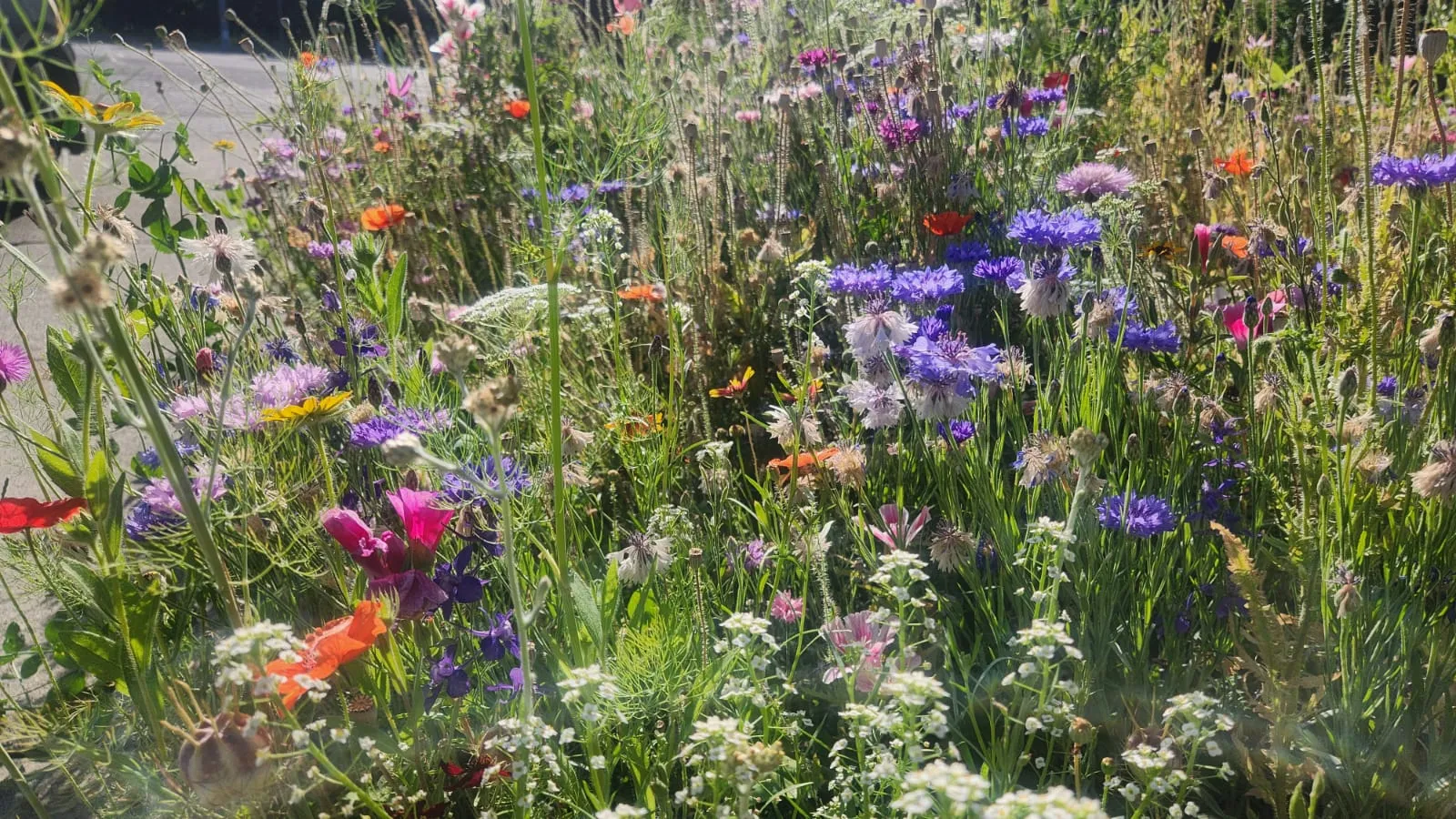 Photo of wildflowers.
