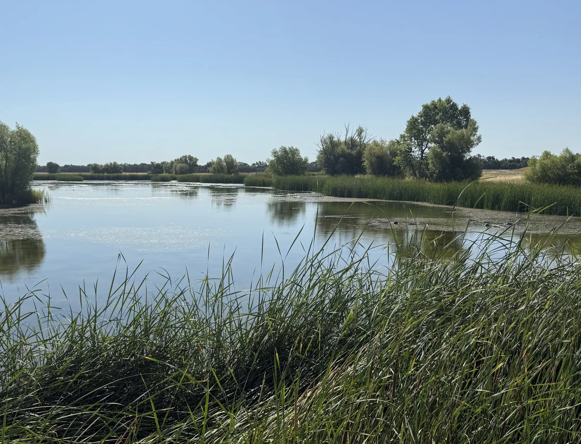 Photo of the Woodland Regional Park Preserve wetlands.