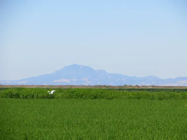 delta landscape