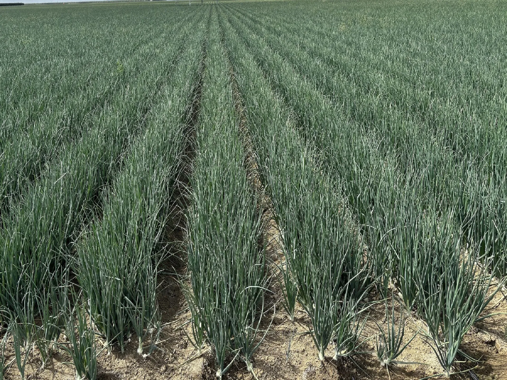 onion field