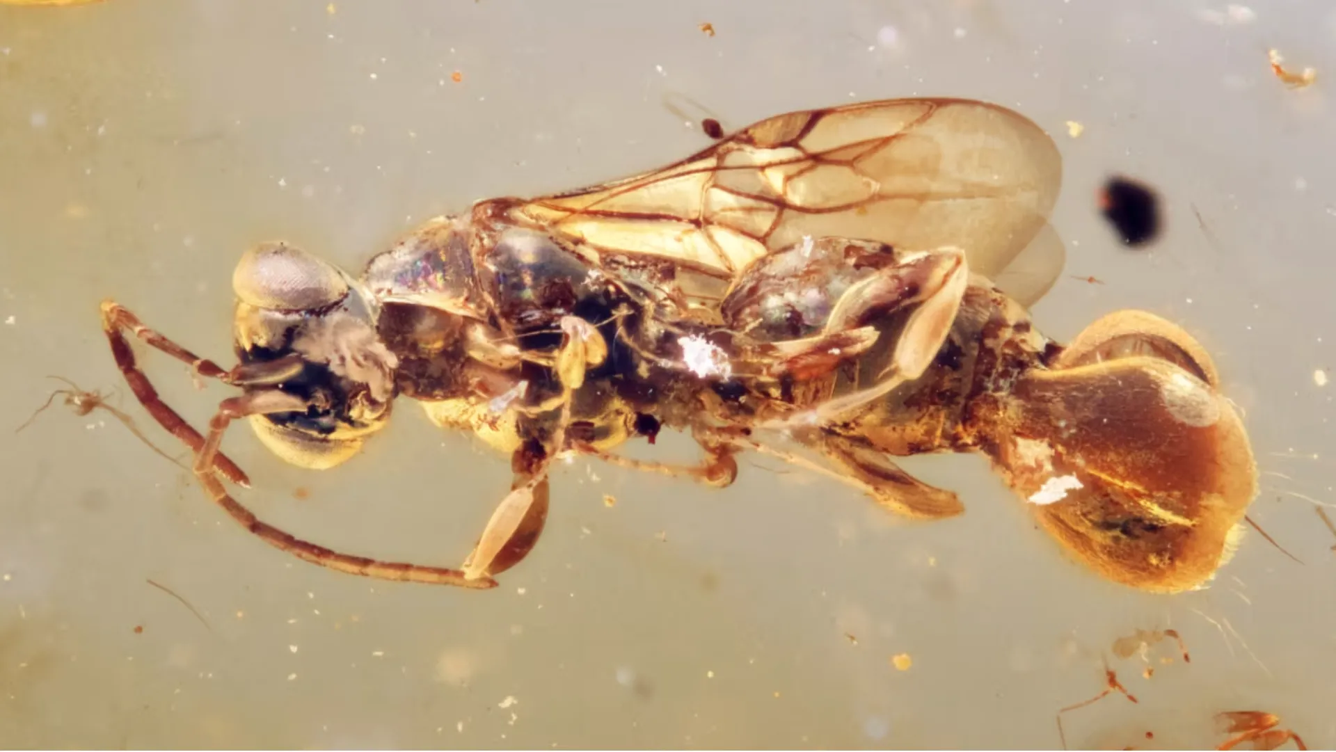 A specimen of Sirenobethylus charybdis, the ancient wasp in question. Credit: Qiong Wu