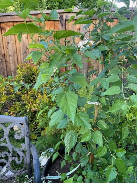 close up view of mulberry leaves