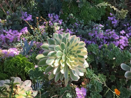 low-water plantings_450