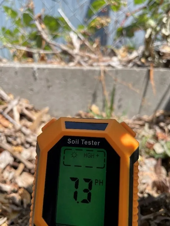 orange soil meter readin 7.3 pH