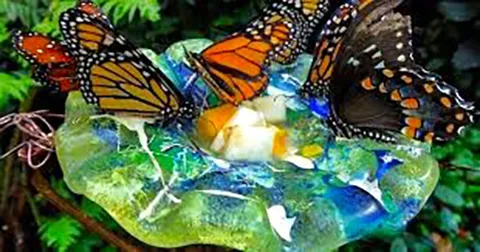 Butterfly Watering Hole -UC ANR