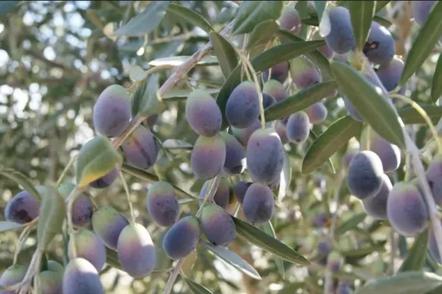 Photo of olives growing on a tree.