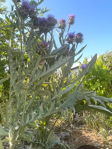 artichoke plant with purple flowers showing