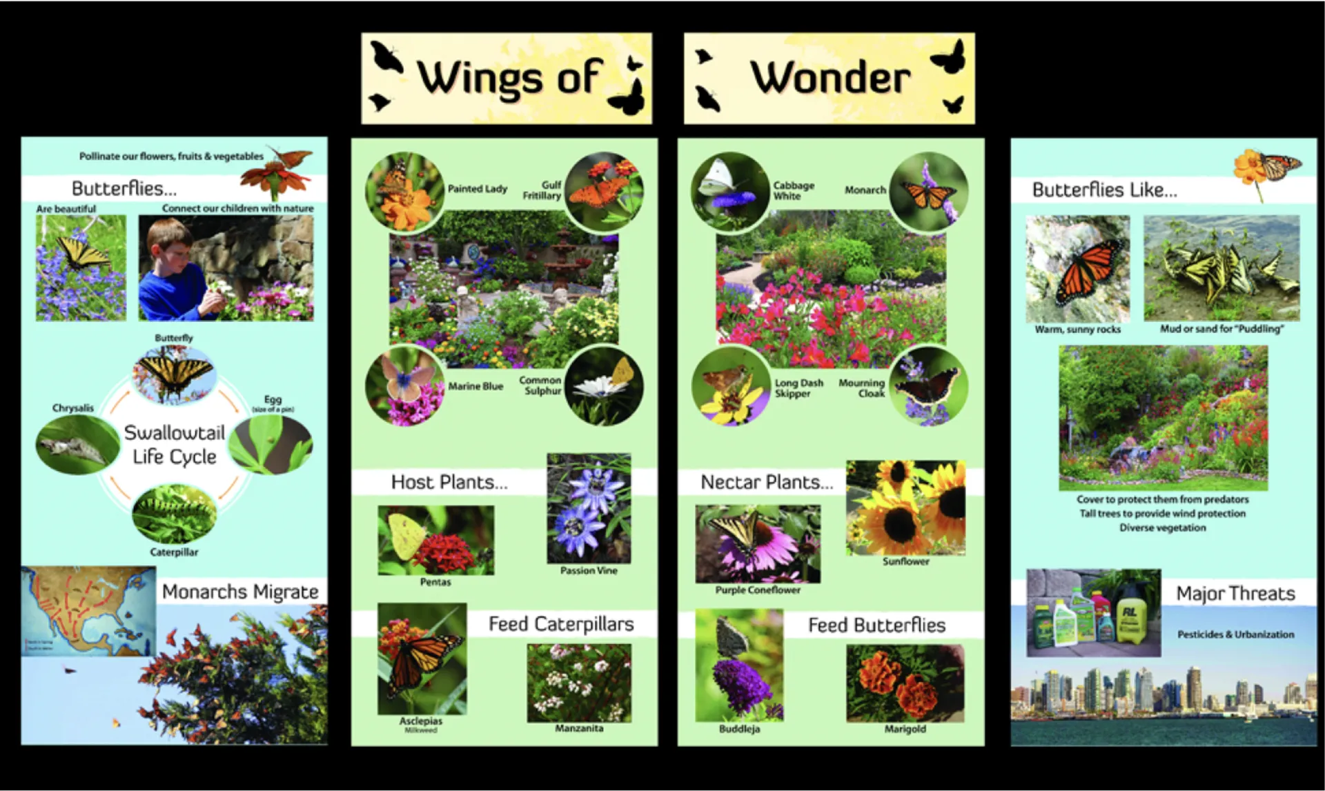 Butterflies Exhibit Board