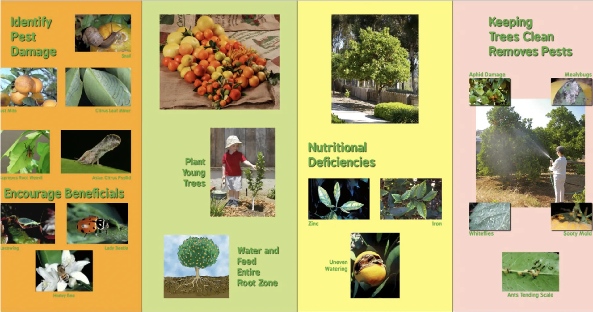 Citrus Exhibit Board