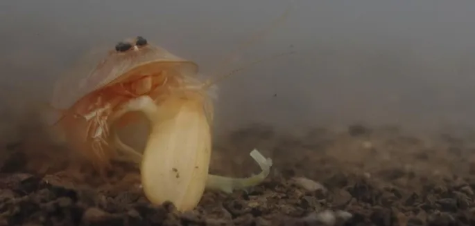 tadpole shrimp feeding on rice