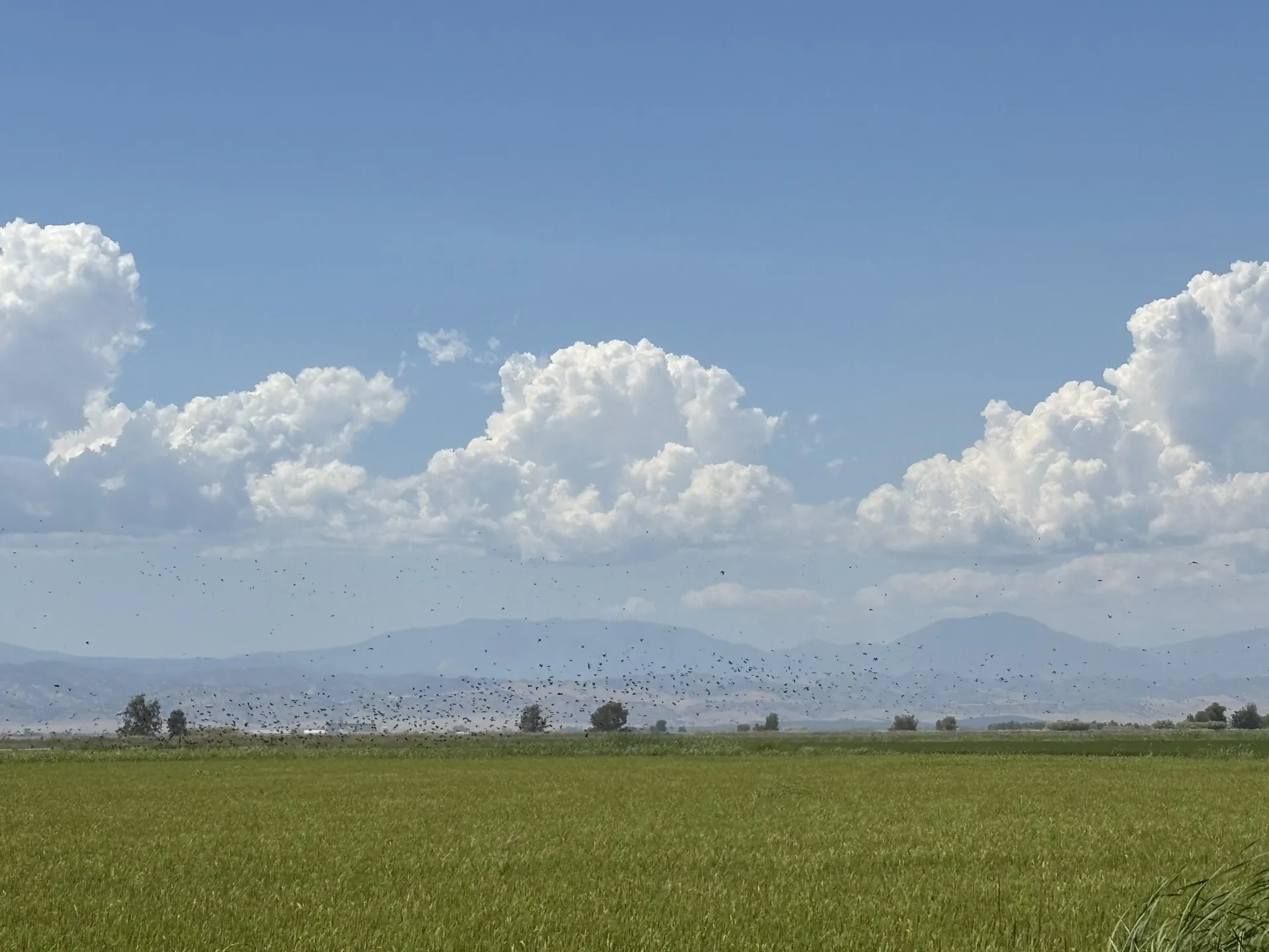 blackbirds in rice field