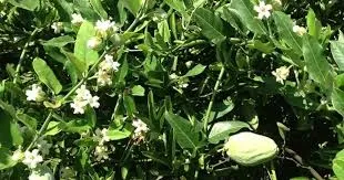 cruel vine in a lemon