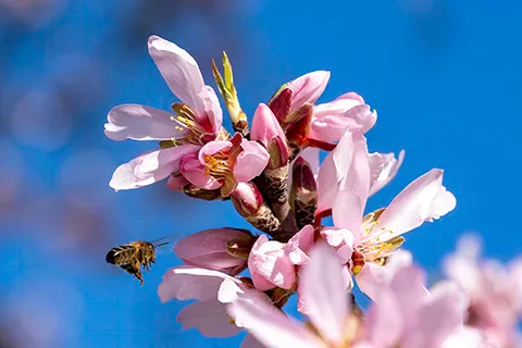 Honeybee on Almond Blossom - pexels-thales13