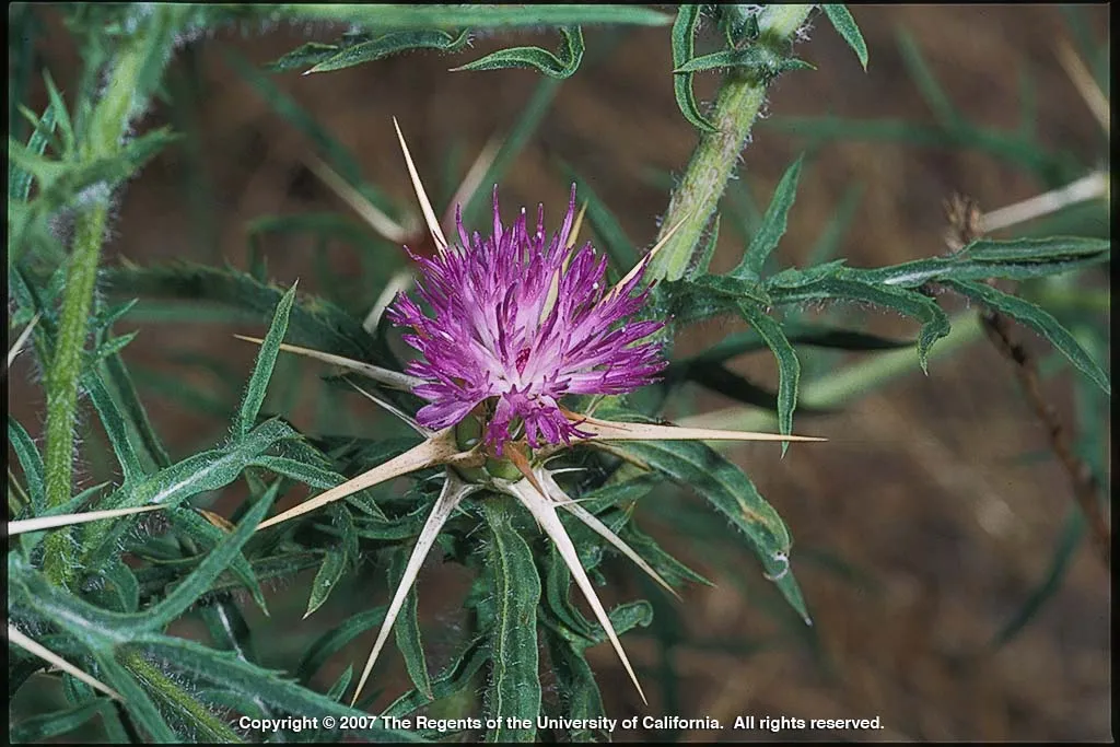 Purple starthistle