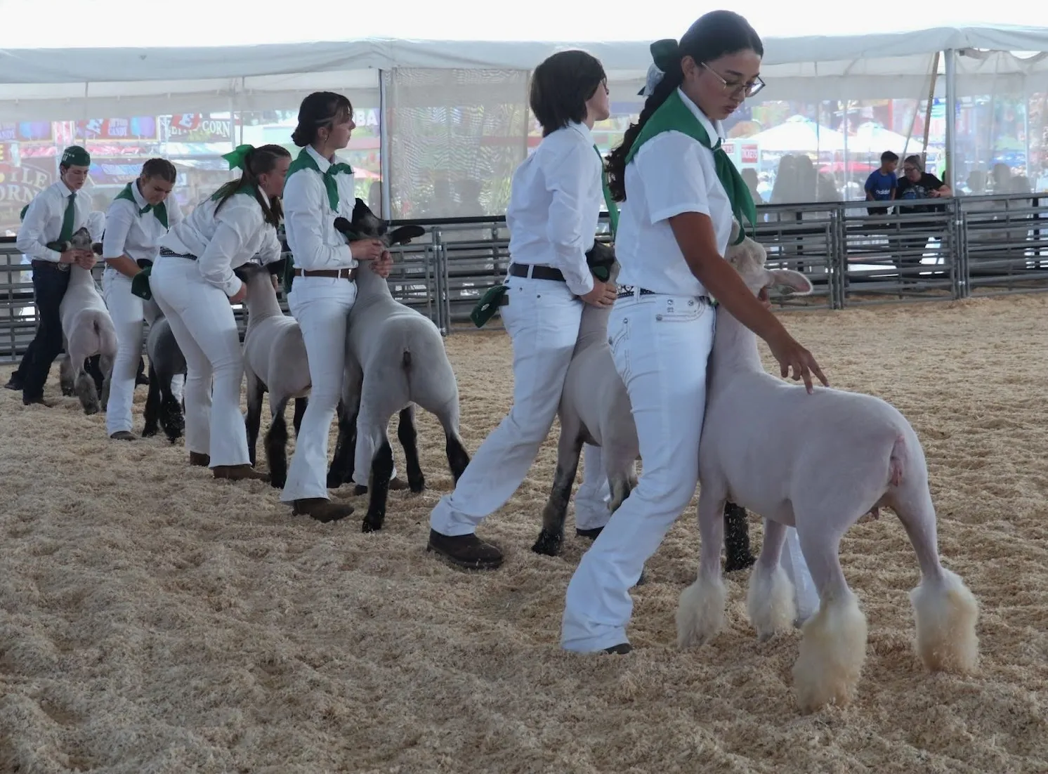 Young people in green and white 4-H uniforms show lambs in a competition