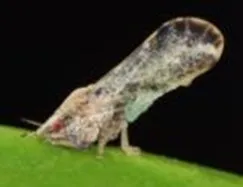 Asian Citrus Psyllid