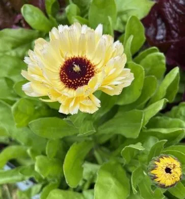 A light, cream colored flower