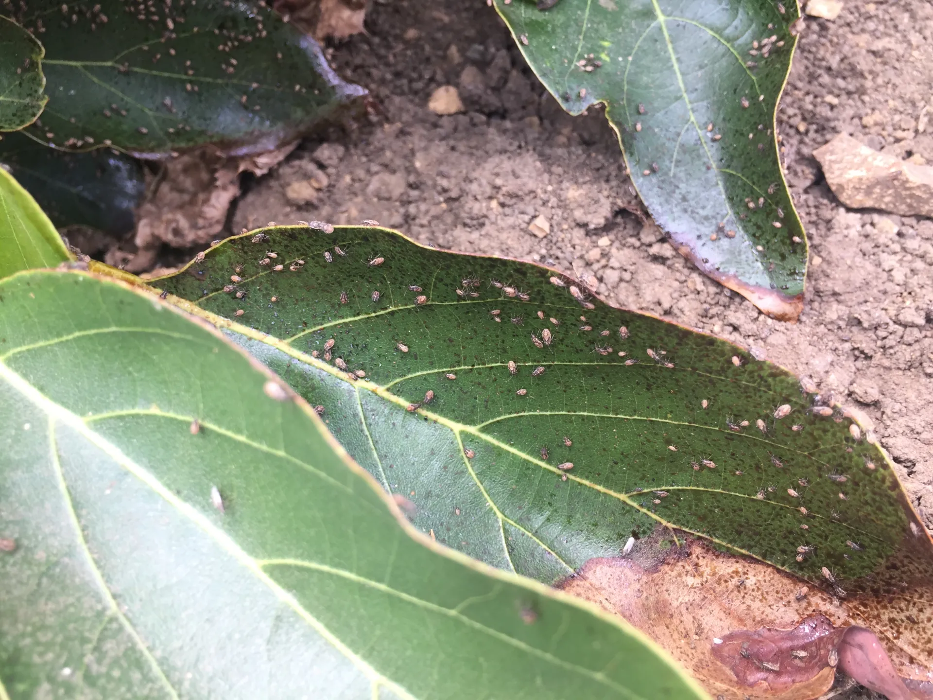 false chinch bug leaf damage