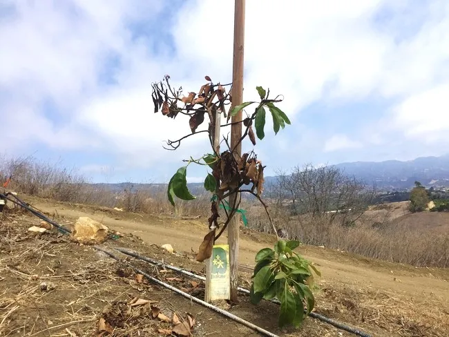 chinch bug tree damage