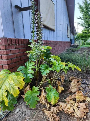 Plant close to a residence.