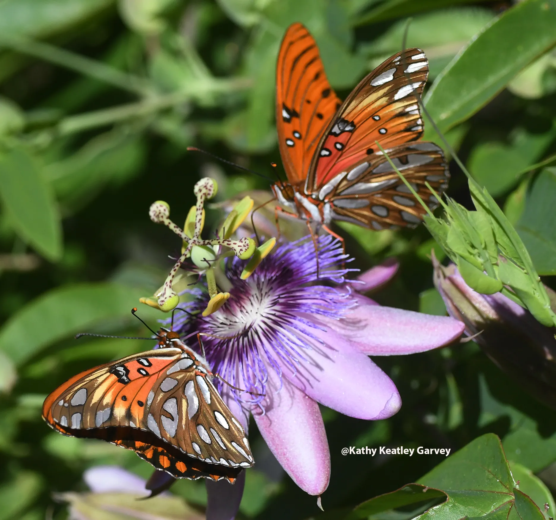 Two Gulf Fritillaries sharing a blossom on the passionflower vine, Passiflora. (Photo by Kathy Keatley Garvey)
