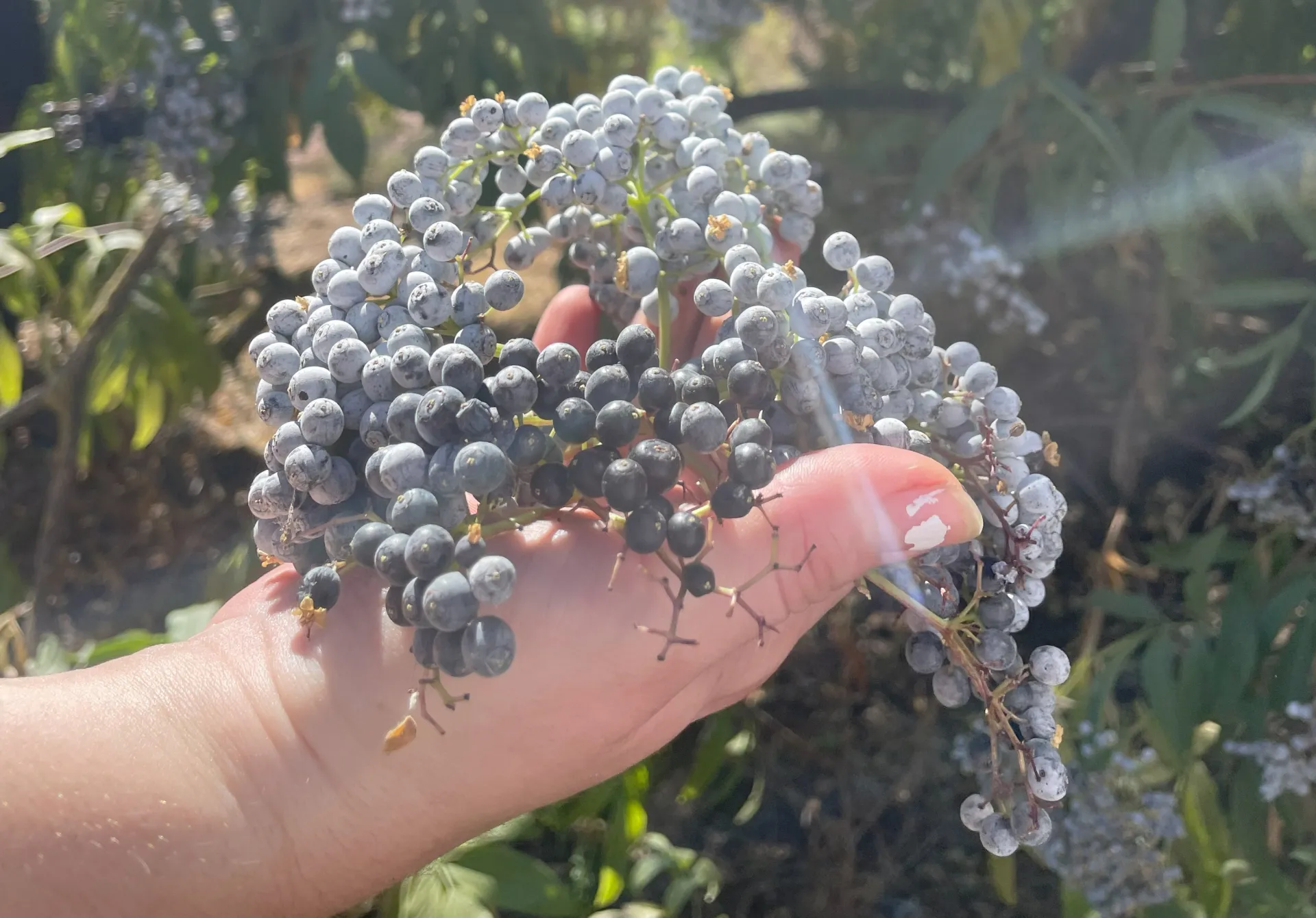 A cluster of elderberries on the tree, being held up by a hand. 