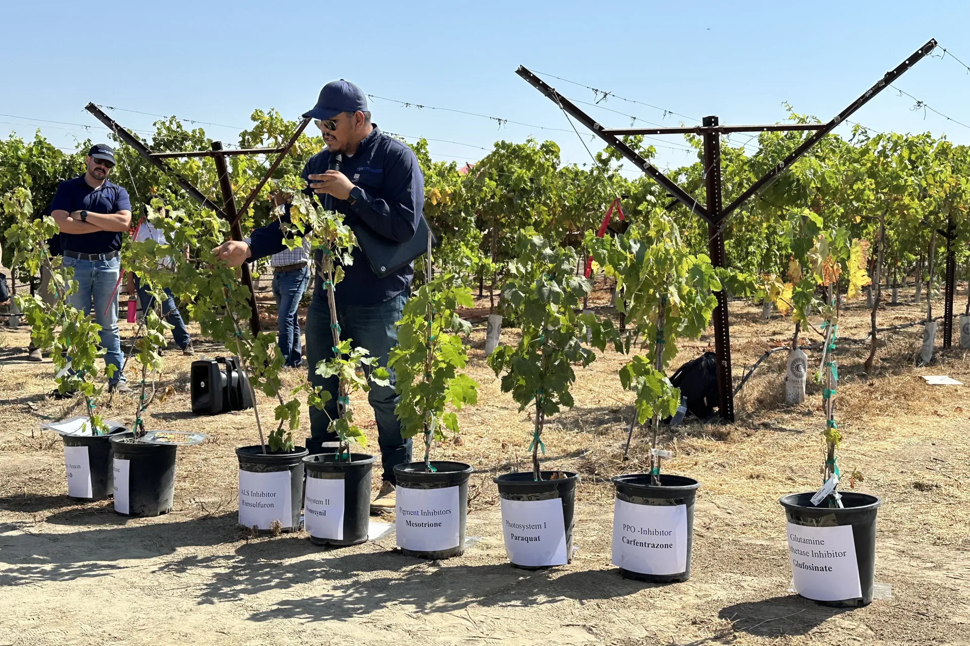 Jorge Angeles touches a containerized grape vine as he talks about the effects of pesticide drift
