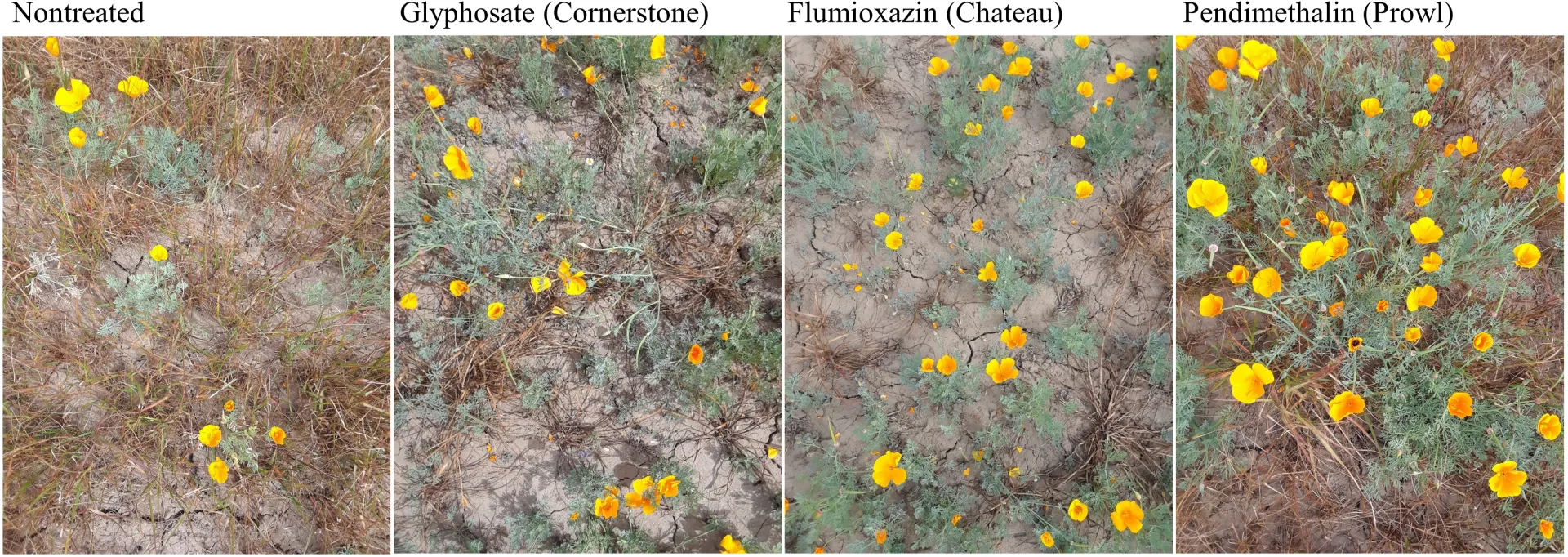 CA poppy coverage is improved by herbicide treatments