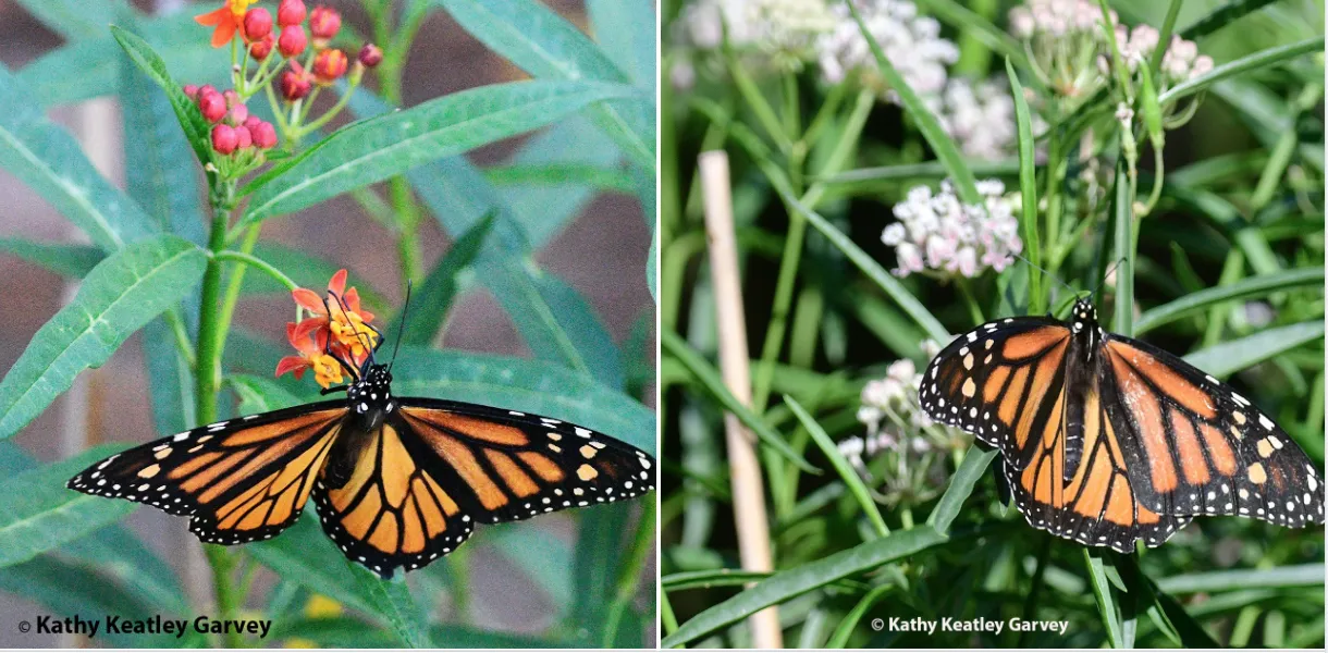 The monarch visits a tropical milkweed and a narrow-leafed milkweed. (Photo by Kathy Keatley Garvey)