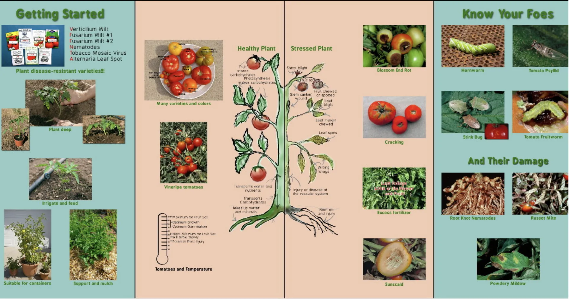 tomato exhibit board display