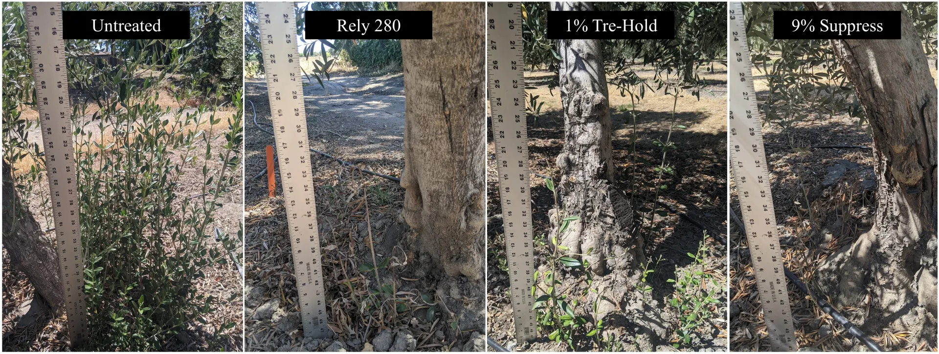 Sucker management in the summer