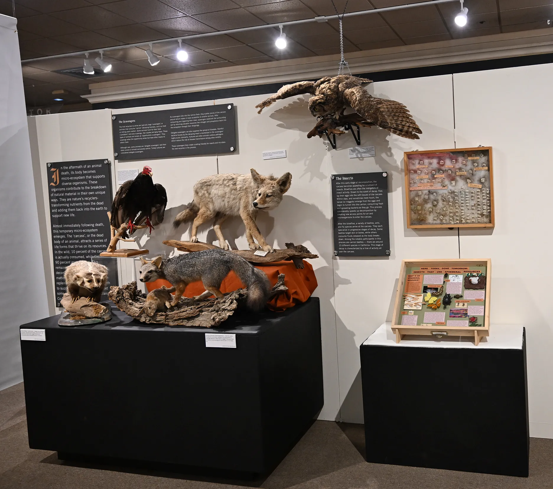 Some of Bohart Museum's displays at the Vacaville Museum. (Photo by Kathy Keatley Garvey)