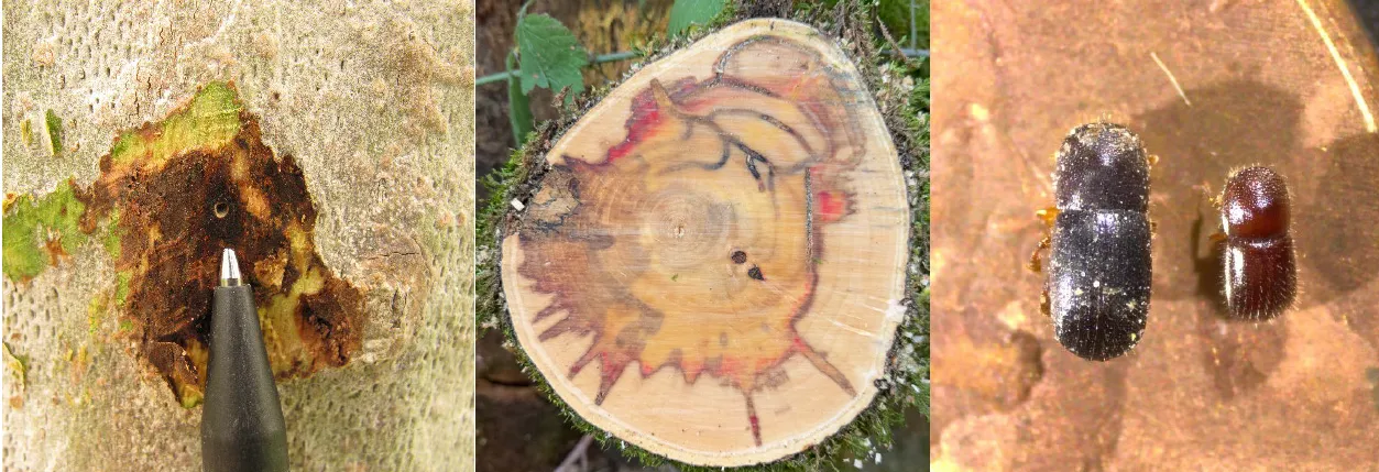 Shothole borer images