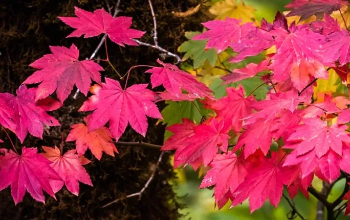 Vine maple leaves
