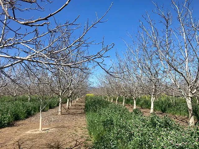 Plantas de Nogales en su letargo invernal