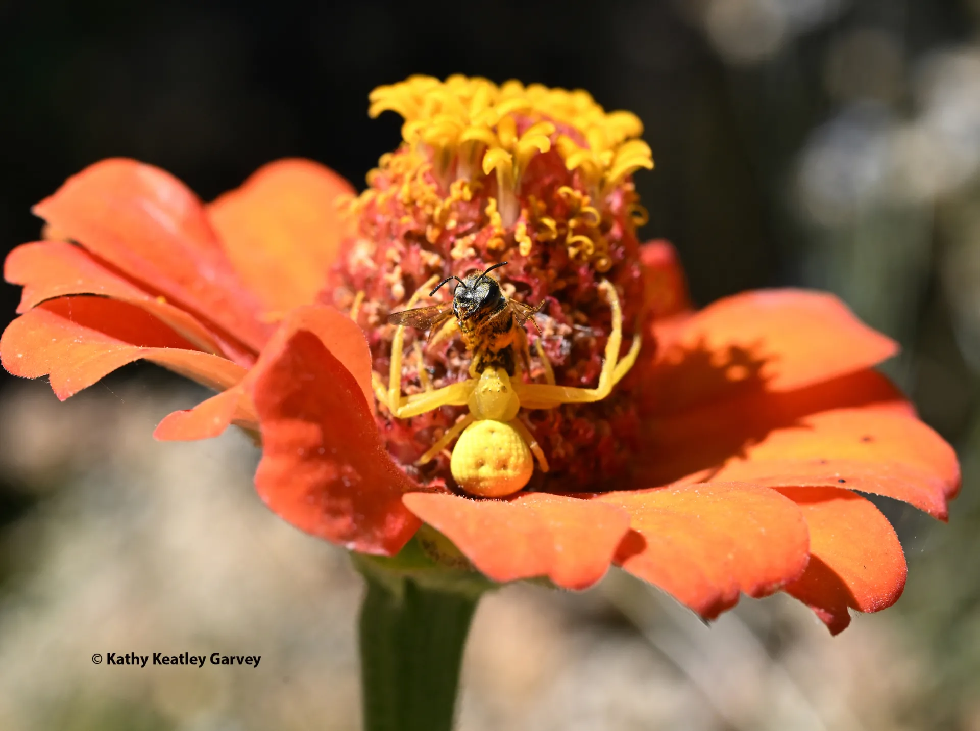 This crab spider, hanging out near the other one, nailed a honey bee. (Photo by Kathy Keatley Garvey)