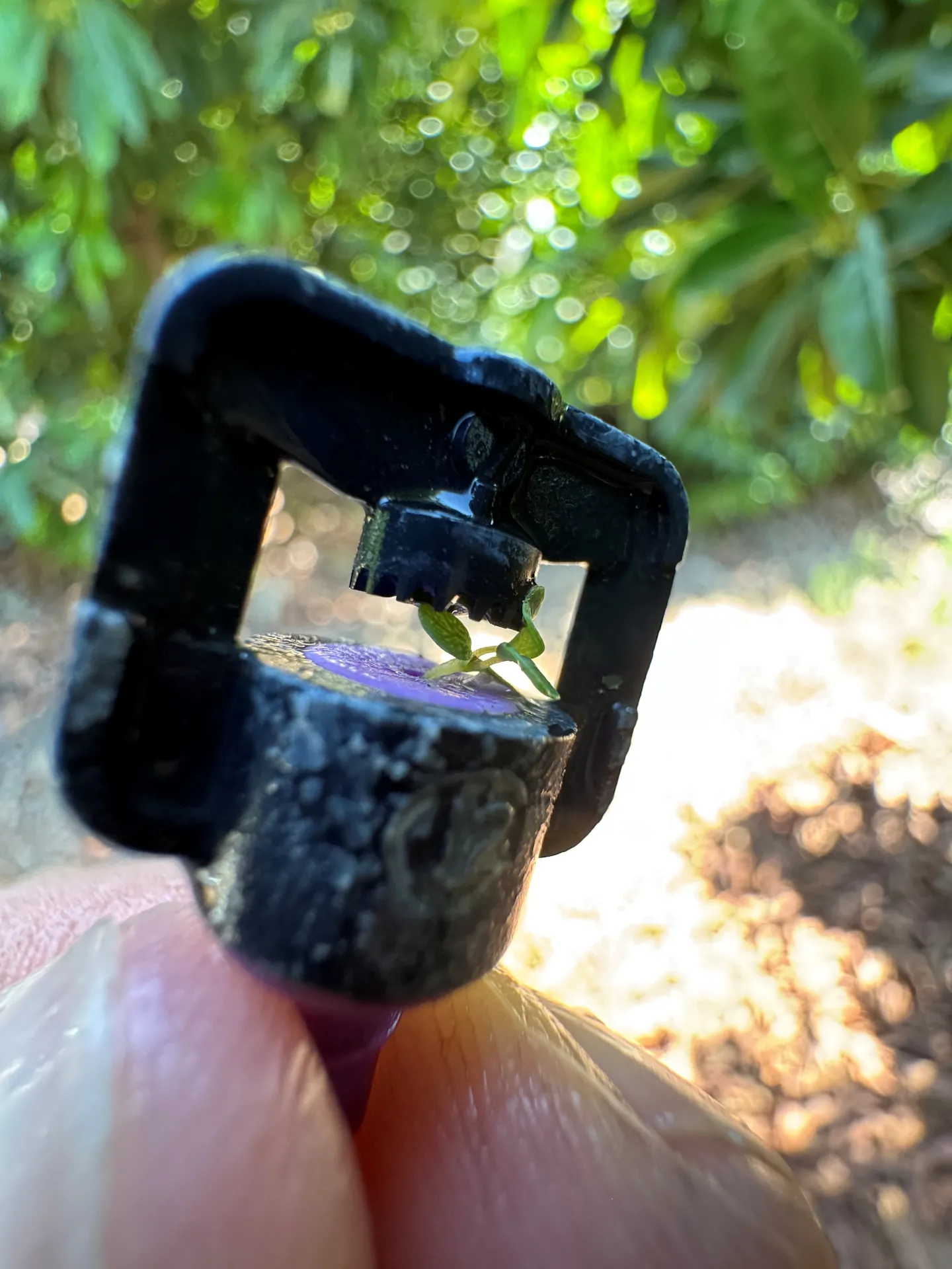 clogged emitter with seedling