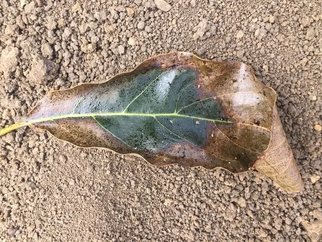 severe chinch bug damage