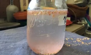 Tomato seeds being processed, Heidi Aufdermaur.