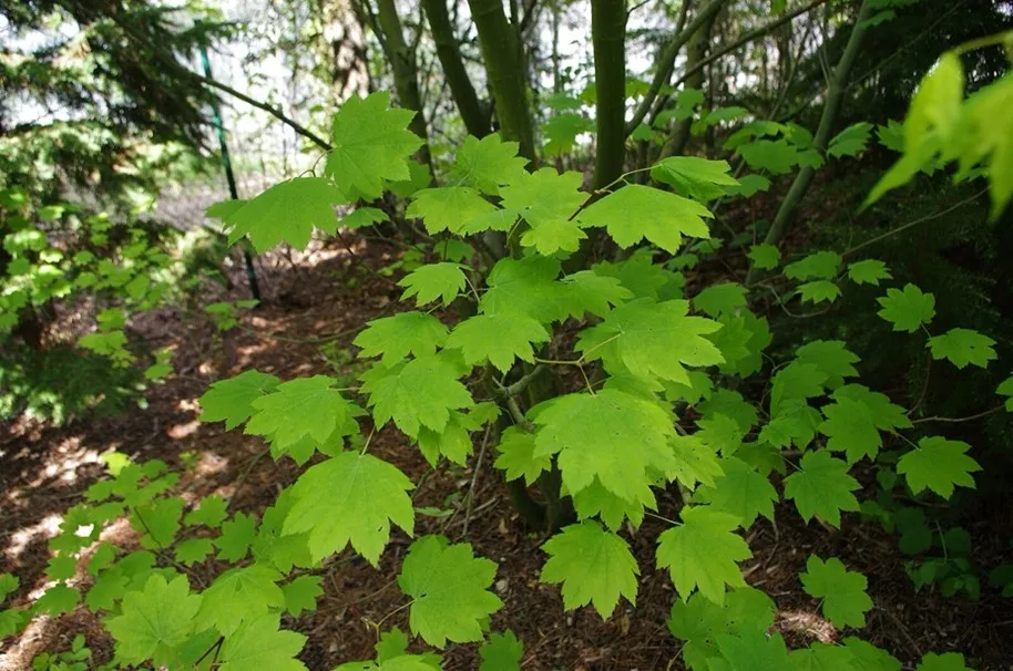 green maple leaves