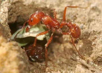 California harvester ant