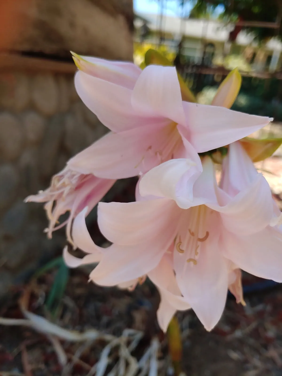 pink amaryllis flowers
