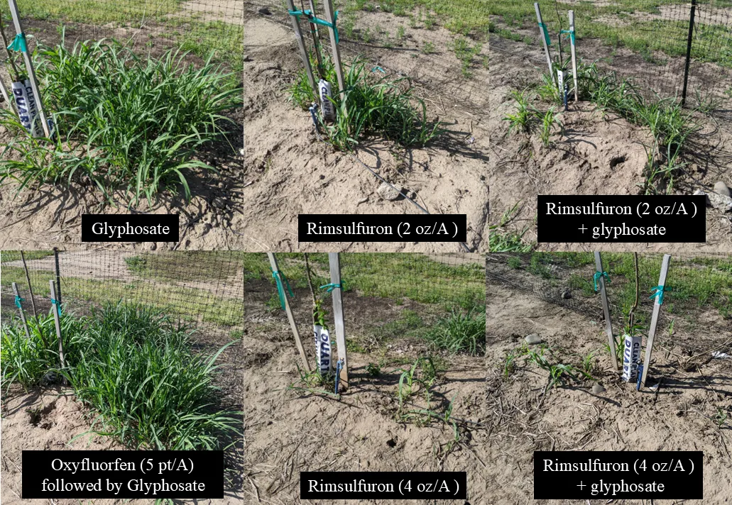 Established johnsongrass populations are suppressed by rimsulfuron applications applied pre-emergence.