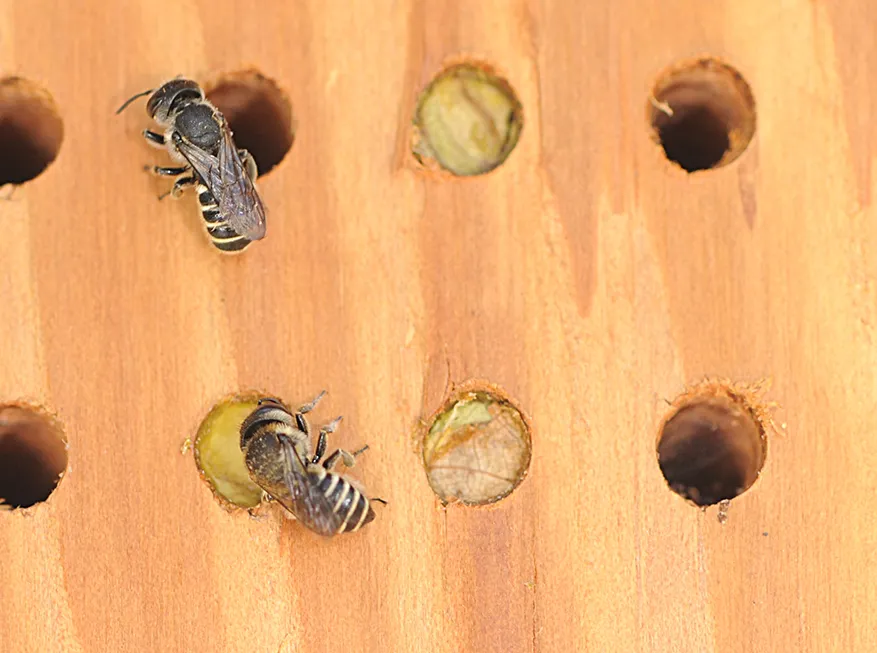 Leafcutter bees (Megachile) and individual condo nests. (Photo by Kathy Keatley Garvey)