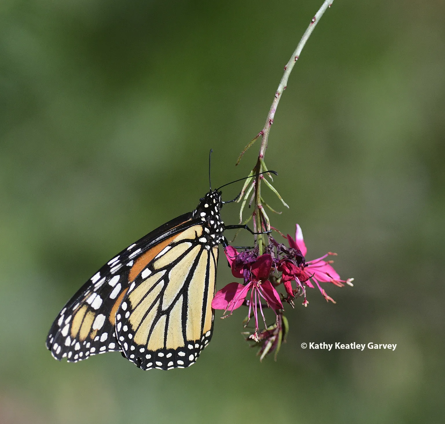 Monarch on pink gaura in a Vacaville garden. (Photo by Kathy Keatley Garvey)