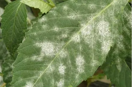 Powdery mildew damage on leaf