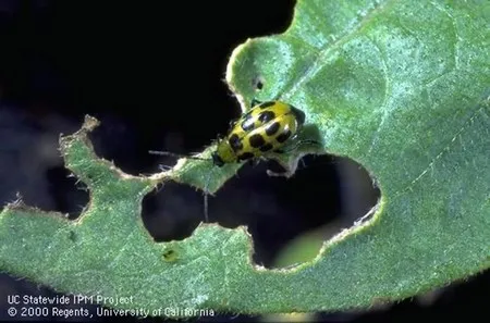 Spotted cucumber beetle on a leaf