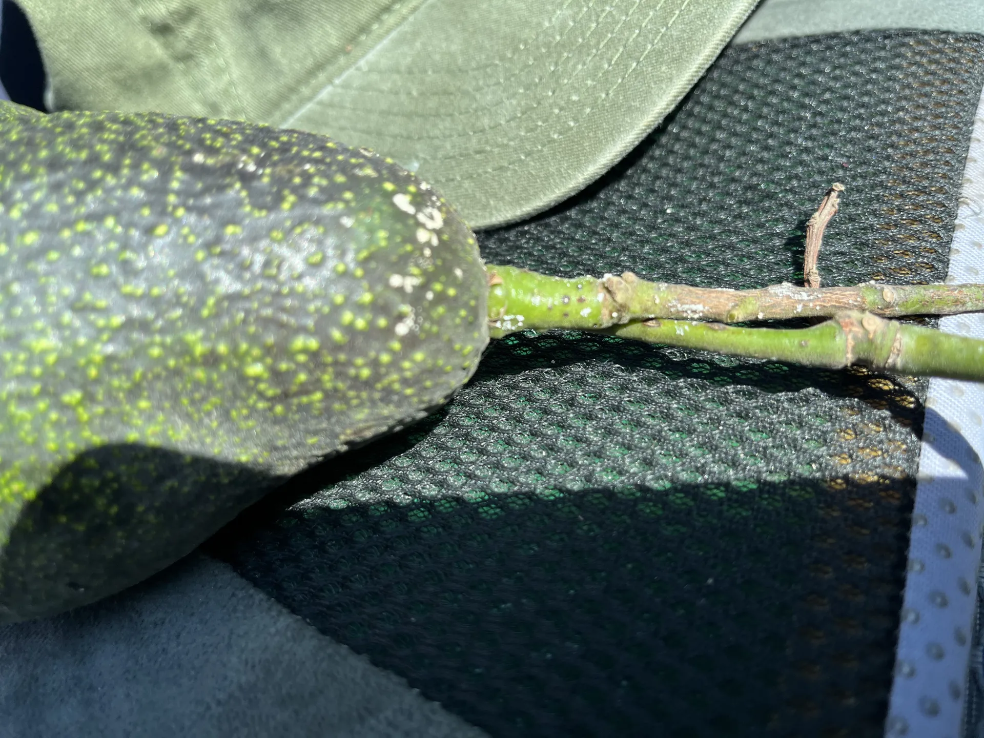 stin bug feeding on stem