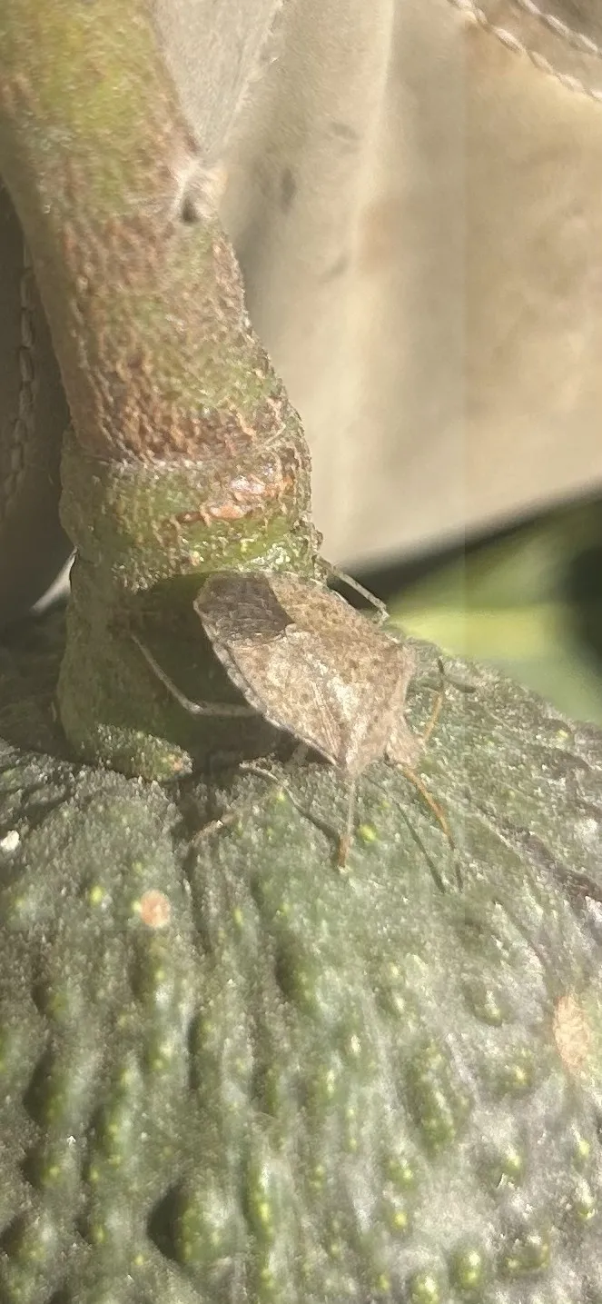 stink bug on fruit