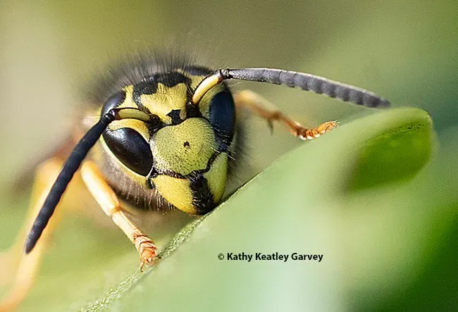 Yellowjacket at Bodega Bay, Sonoma County. (Photo by Kathy Keatley Garvey)